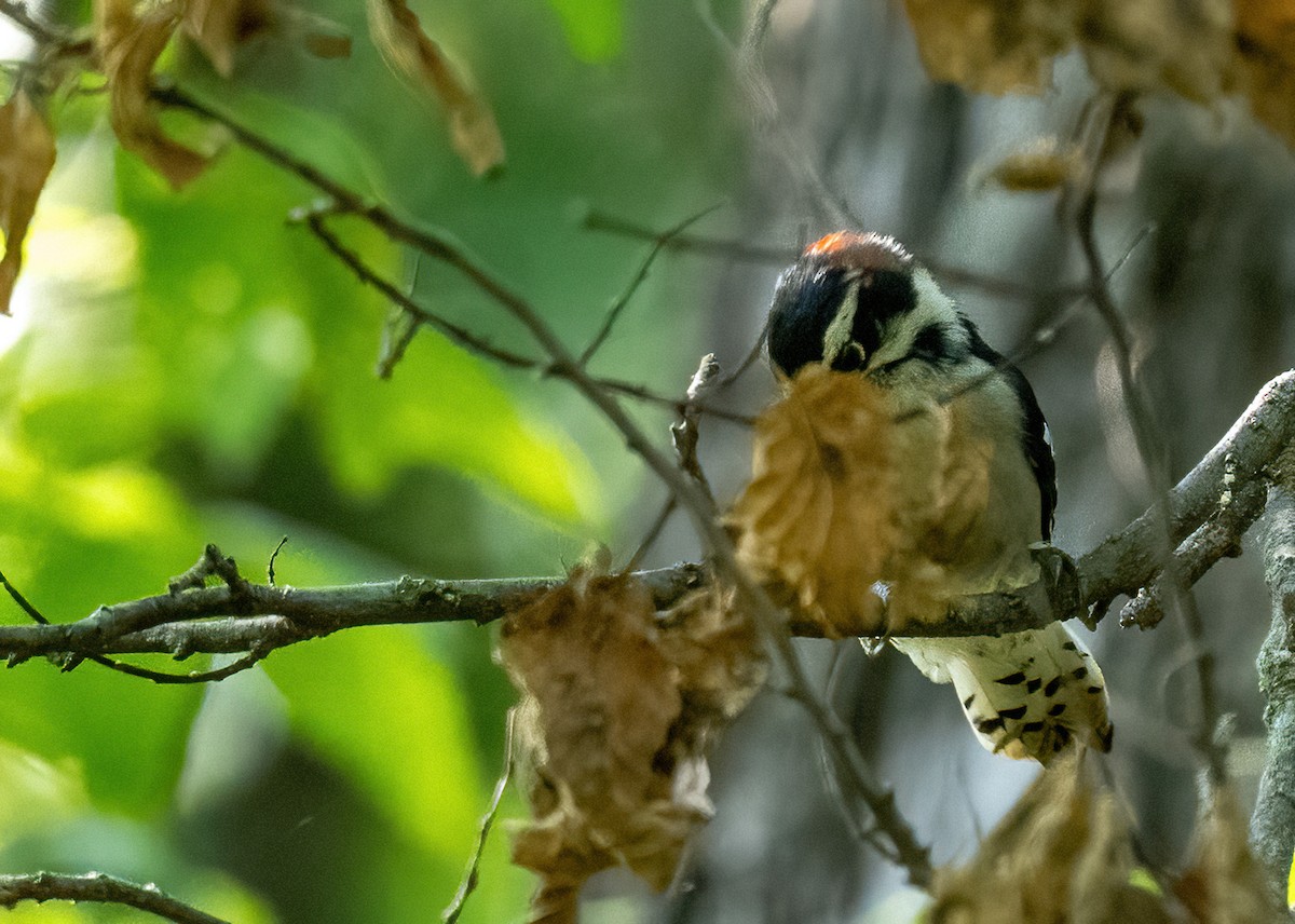 Downy Woodpecker - ML645896728