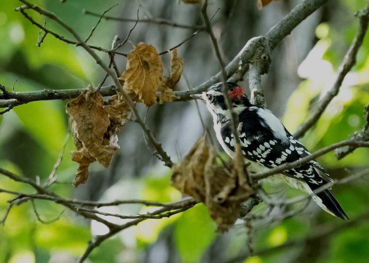Downy Woodpecker - ML645896729
