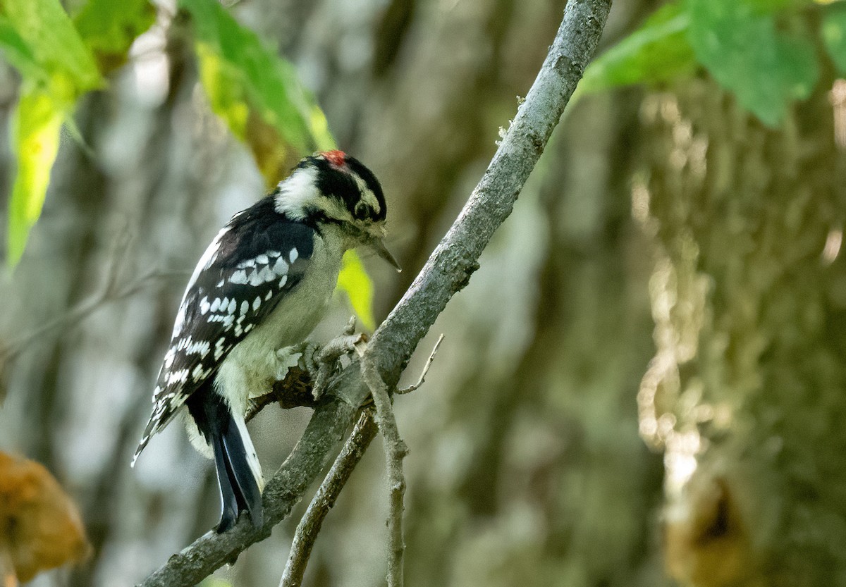 Downy Woodpecker - ML645896730