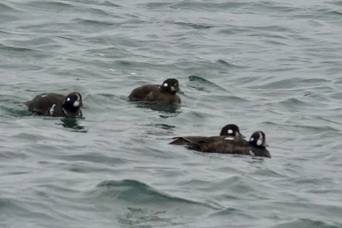 Harlequin Duck - ML645896754