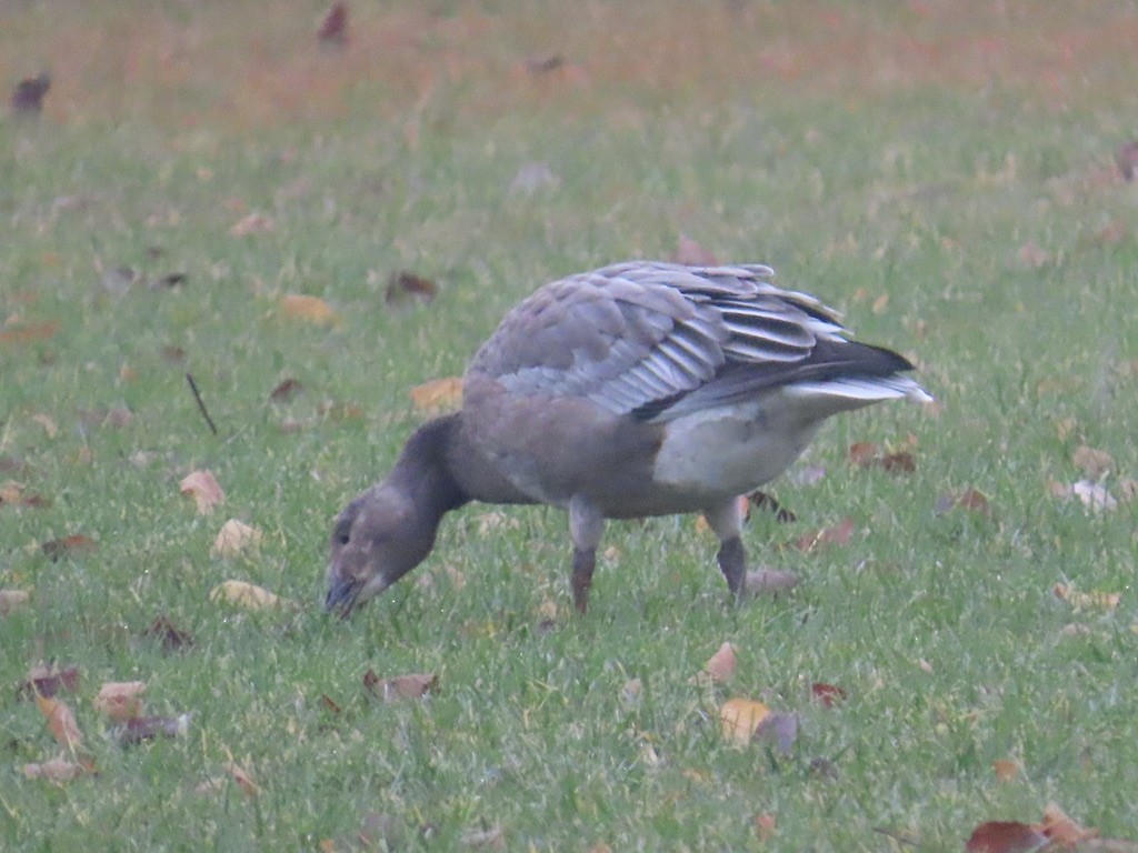 Snow Goose - ML645896759