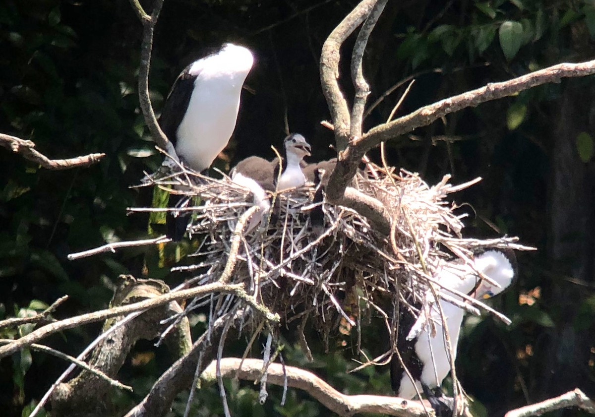 Pied Cormorant - ML645896761