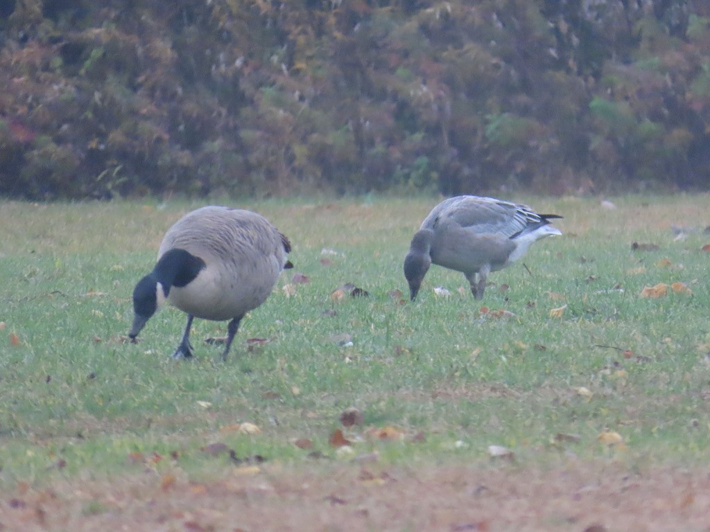 Snow Goose - ML645896765