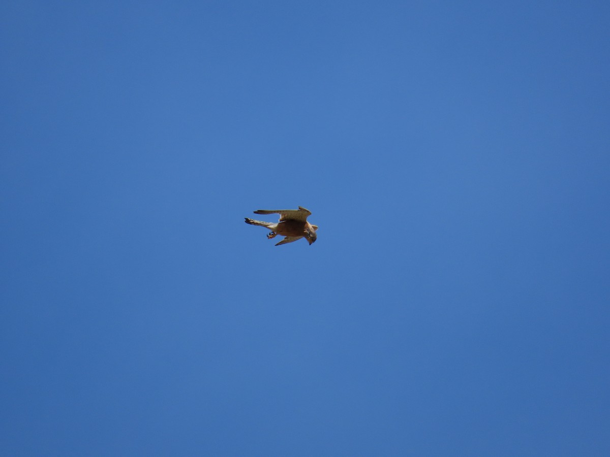 Rock Kestrel - ML645896769