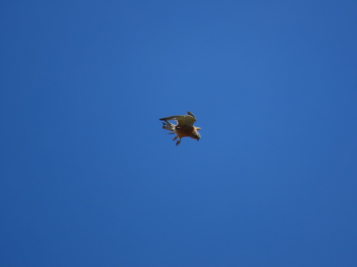 Rock Kestrel - ML645896770