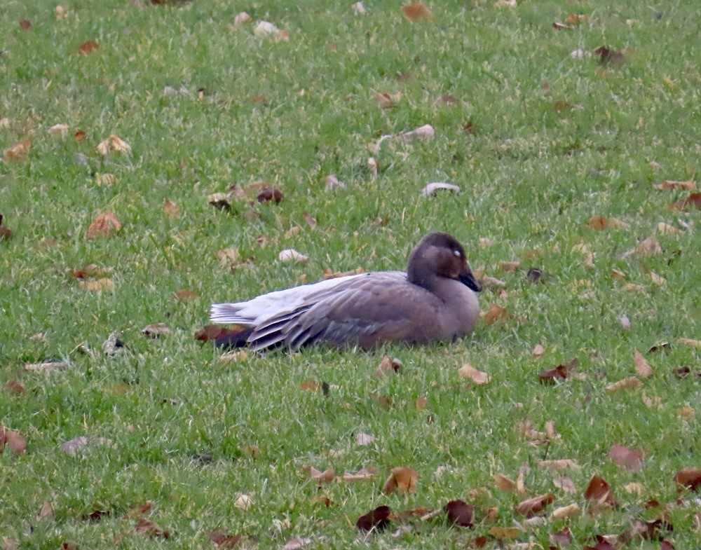 Snow Goose - ML645896775