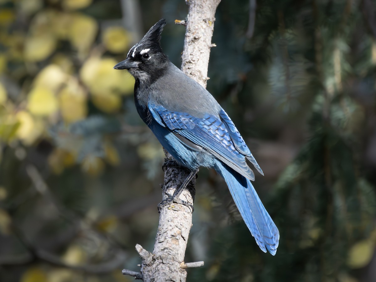 Chara de Steller - ML645896779