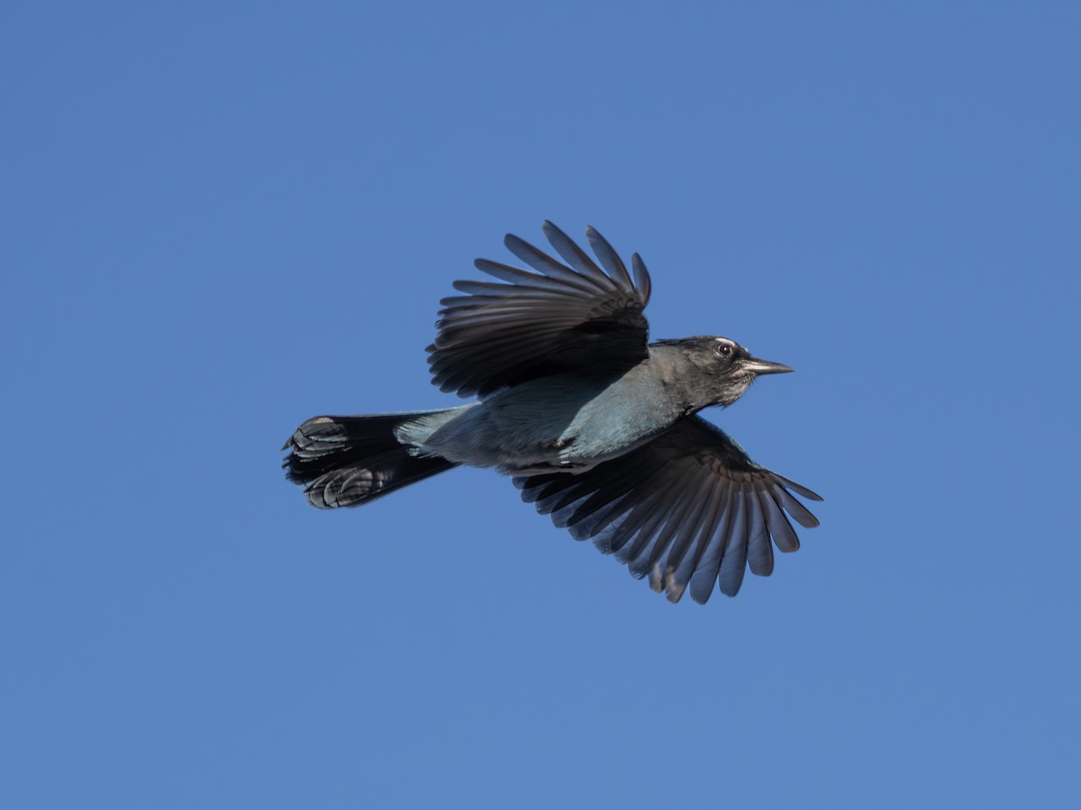 Chara de Steller - ML645896780