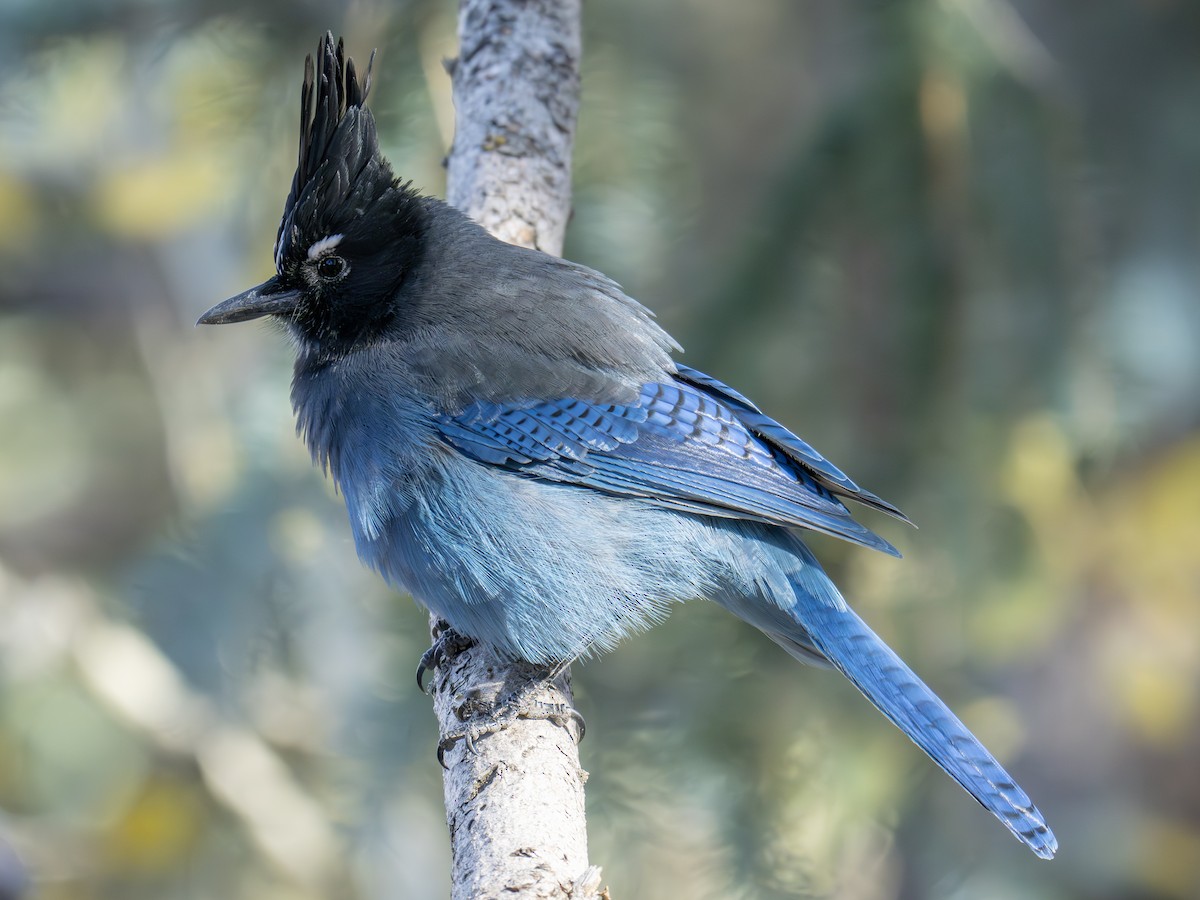 Chara de Steller - ML645896781