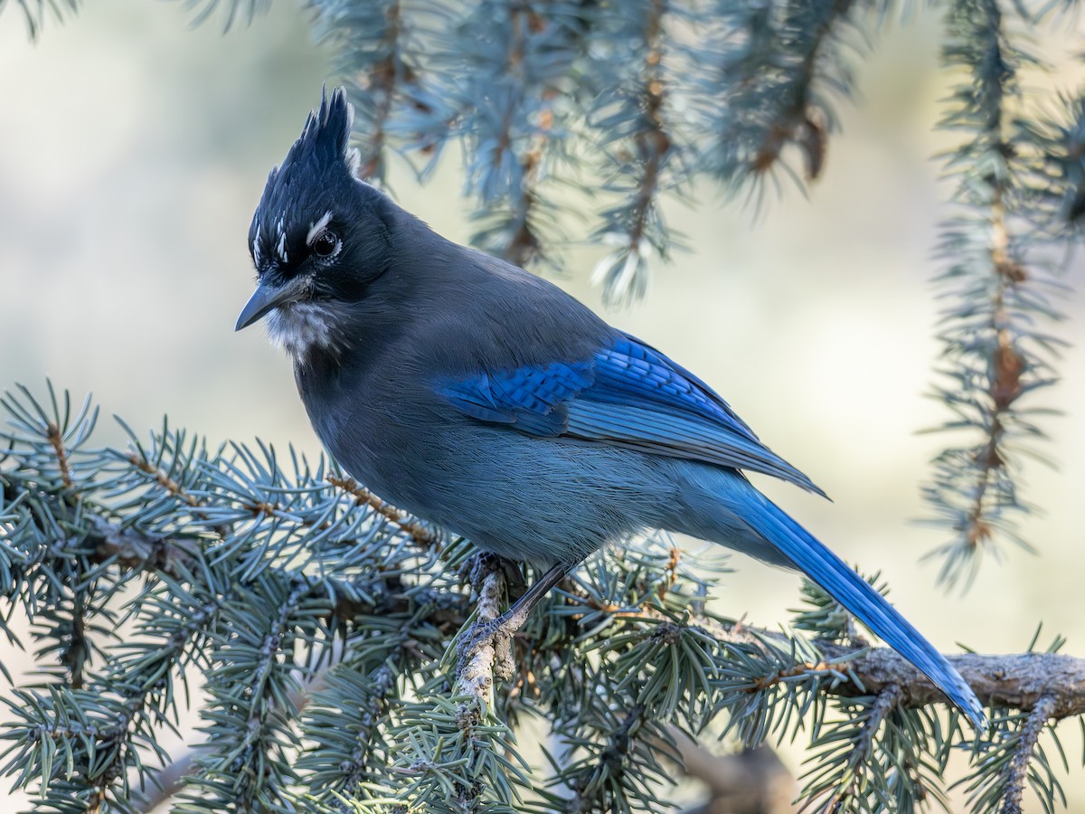 Chara de Steller - ML645896782