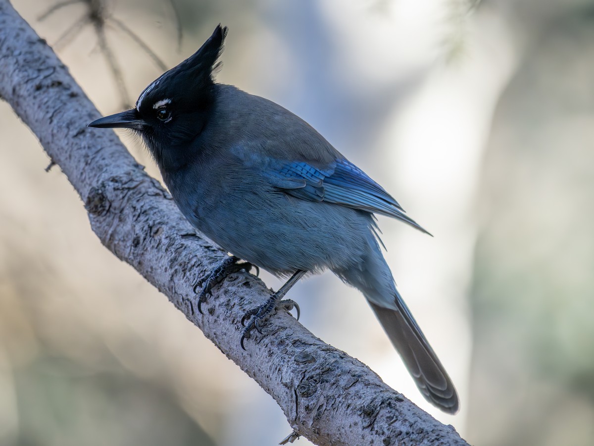 Chara de Steller - ML645896783