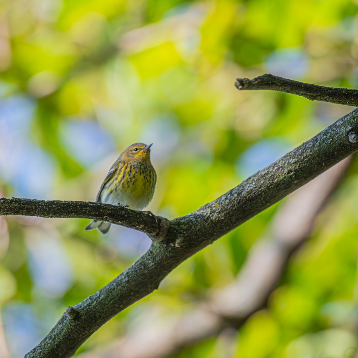 ホオアカアメリカムシクイ - ML645896787