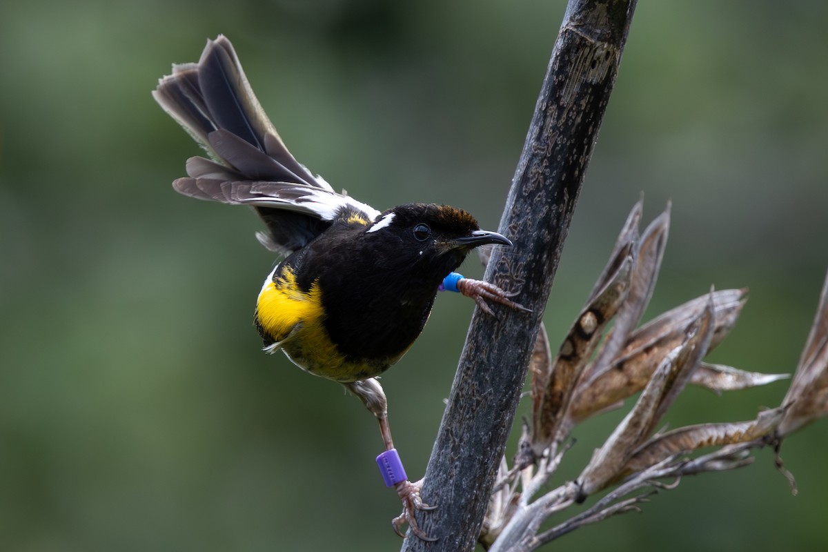 Stitchbird - ML645896794