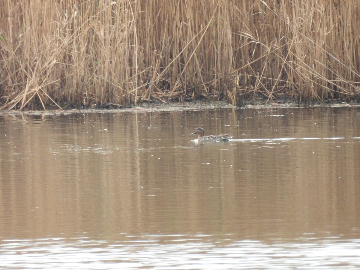 Green-winged Teal - ML645896795
