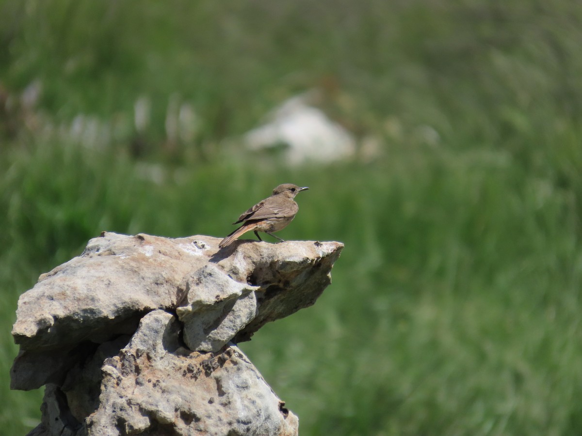 Familiar Chat - ML645896796