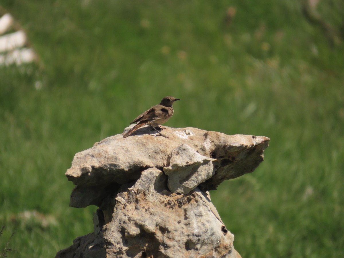 Familiar Chat - ML645896797