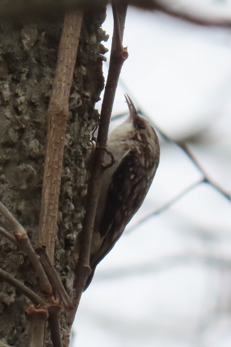 Brown Creeper - ML645896806