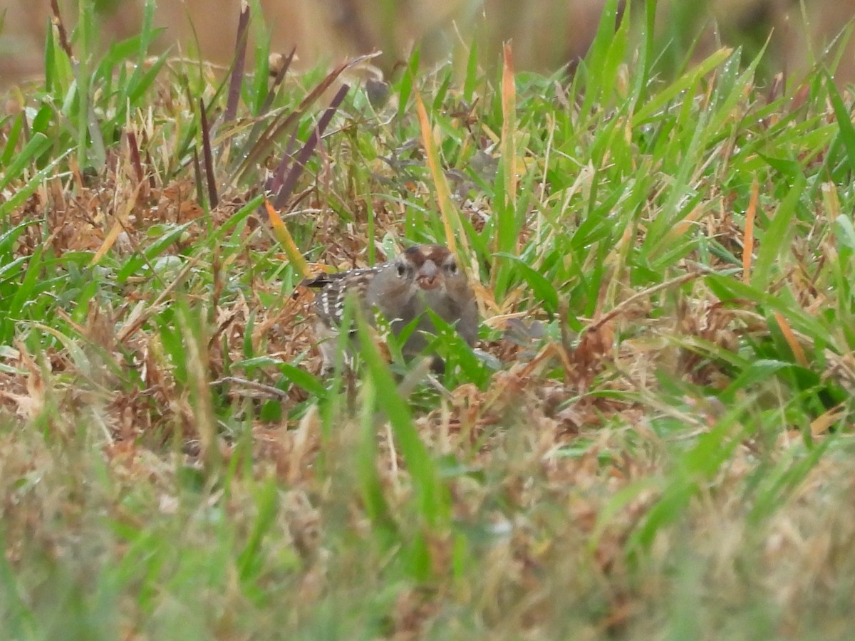 White-crowned Sparrow - ML645896816