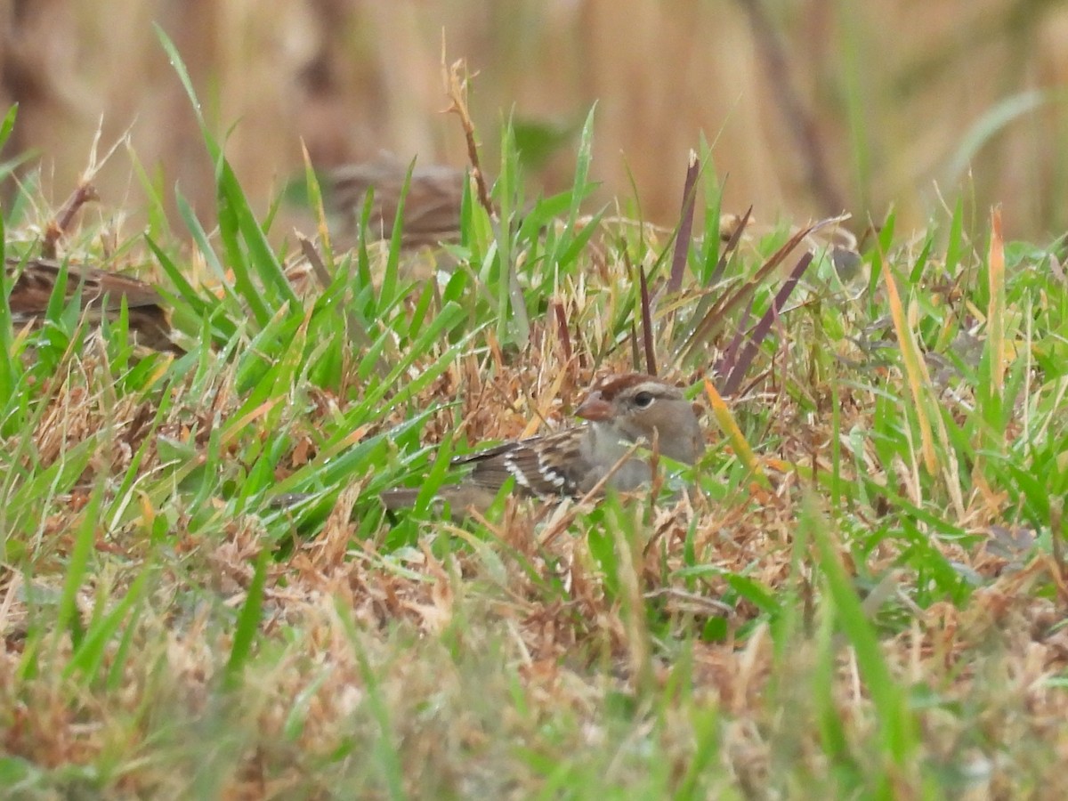 White-crowned Sparrow - ML645896817