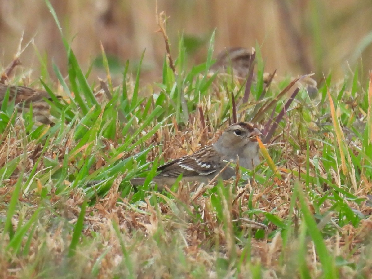 White-crowned Sparrow - ML645896818