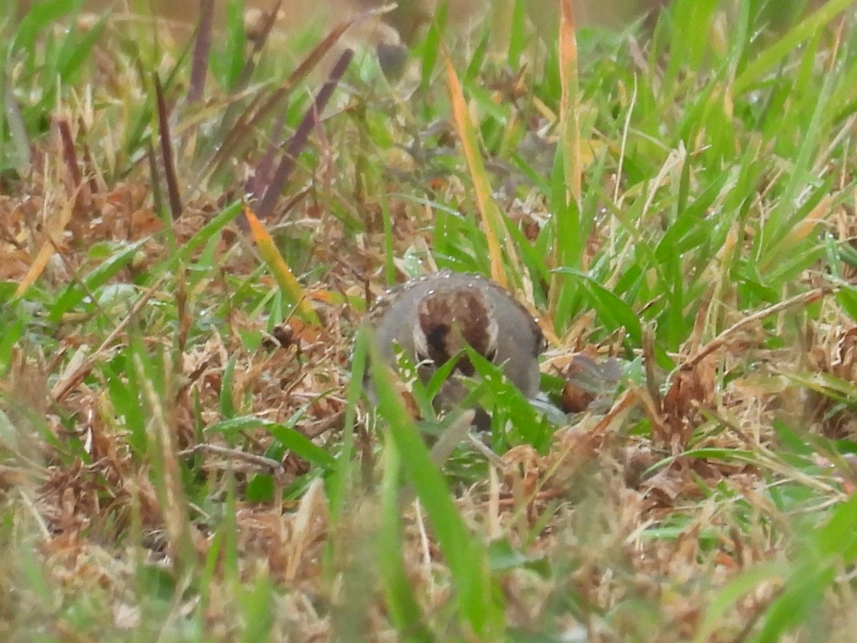 White-crowned Sparrow - ML645896819