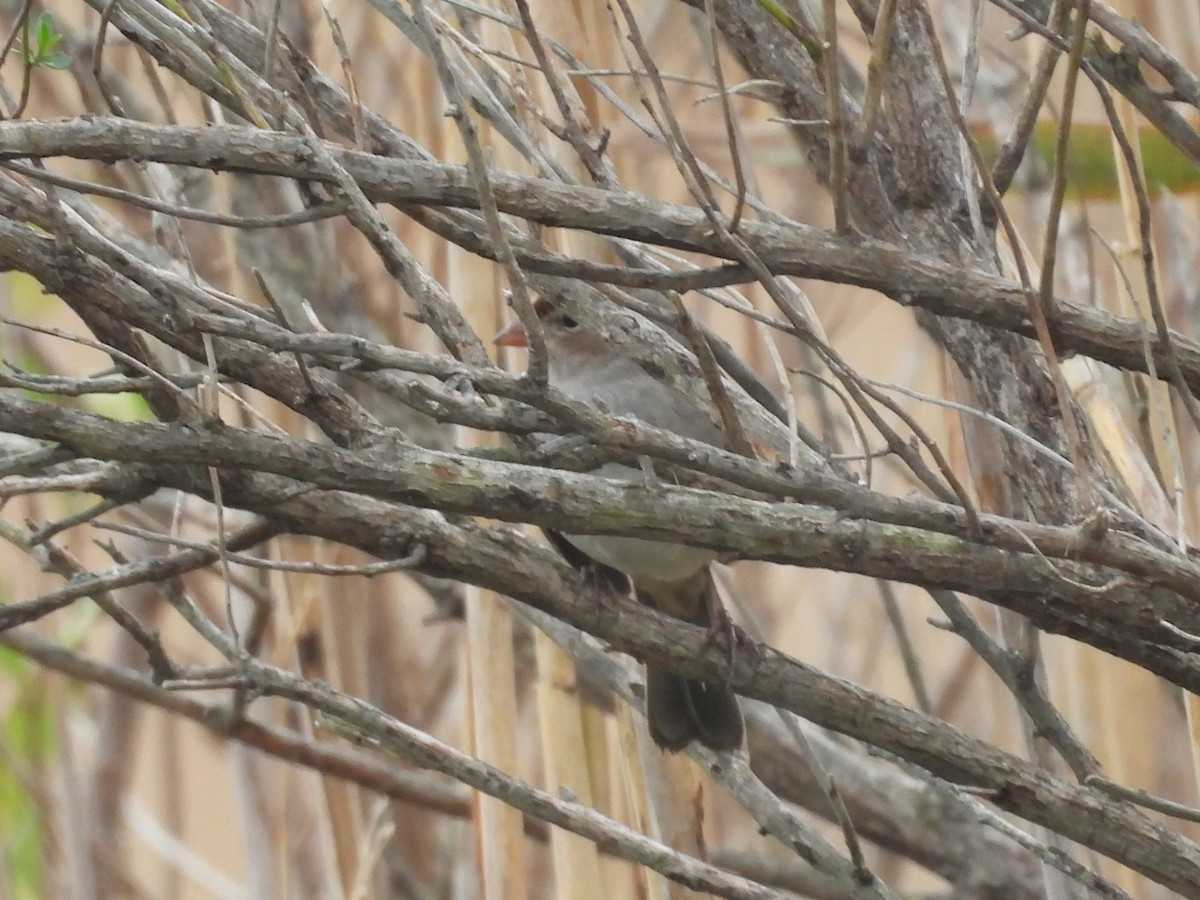 White-crowned Sparrow - ML645896820