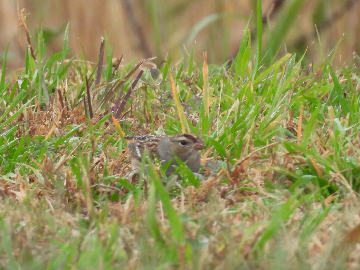 White-crowned Sparrow - ML645896821