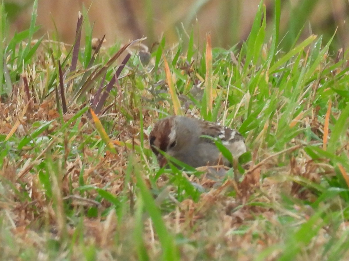 White-crowned Sparrow - ML645896822