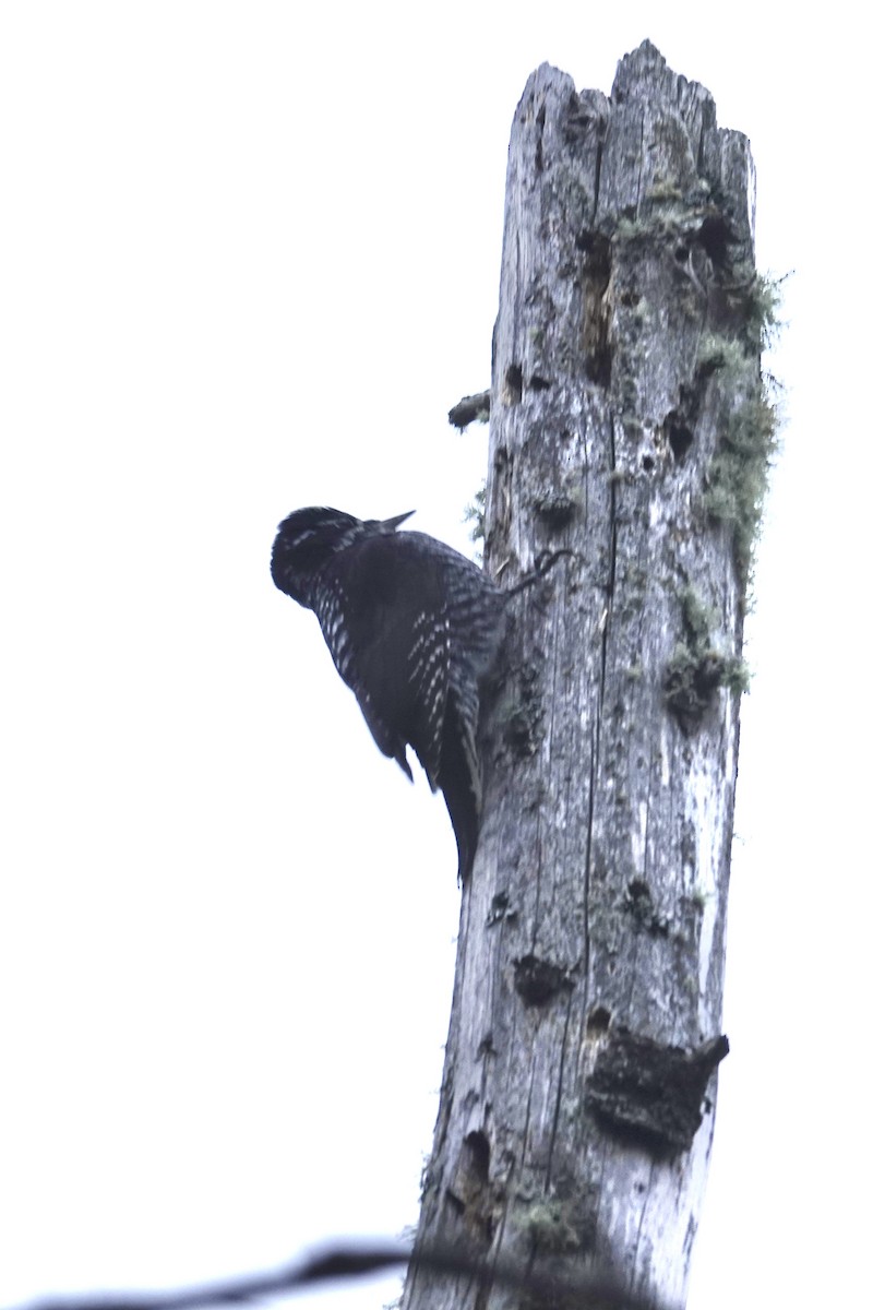 American Three-toed Woodpecker - ML645896826