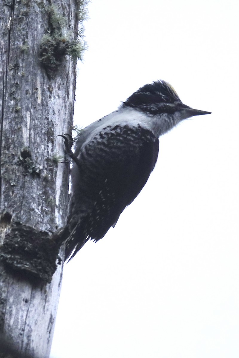 American Three-toed Woodpecker - ML645896828