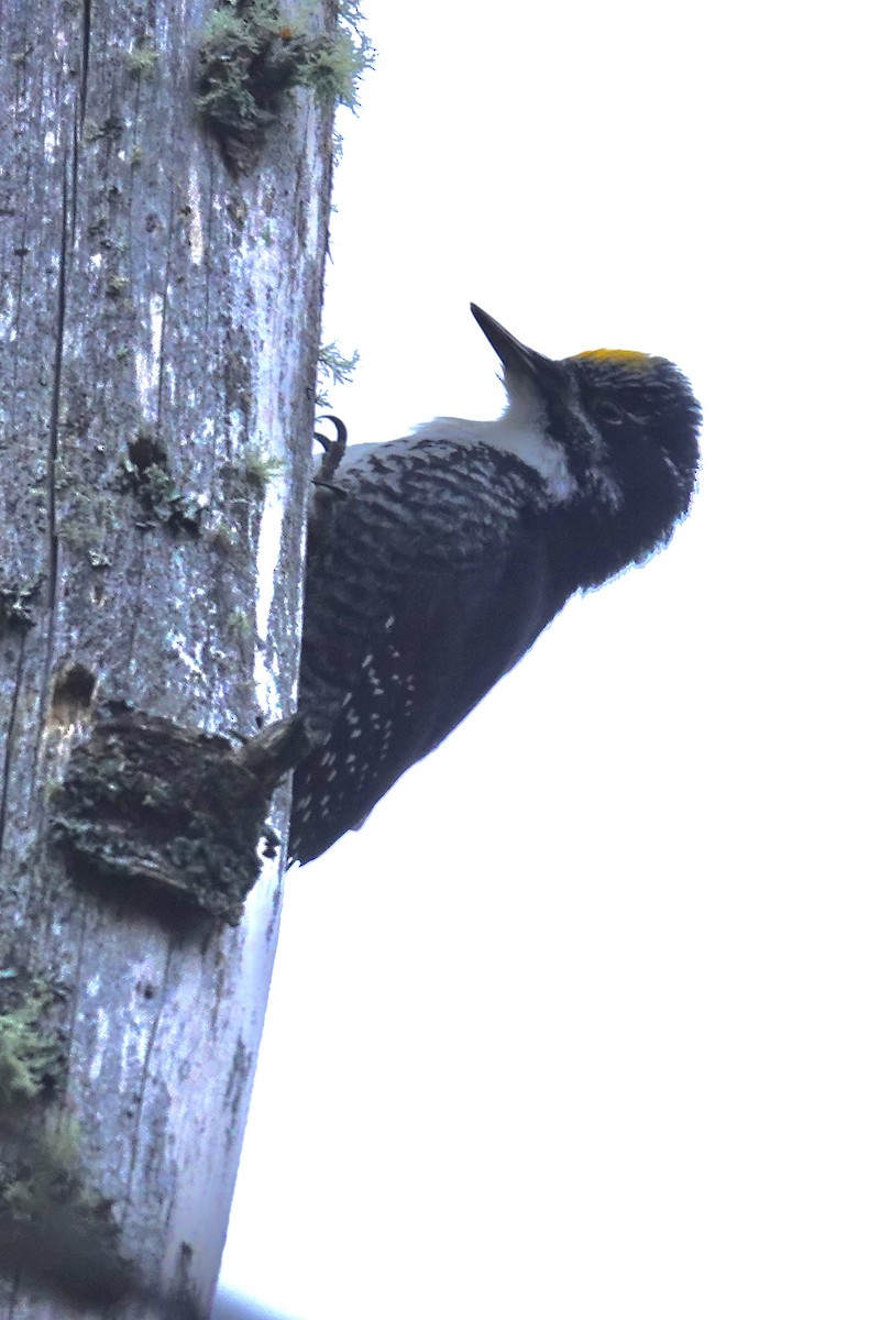American Three-toed Woodpecker - ML645896829