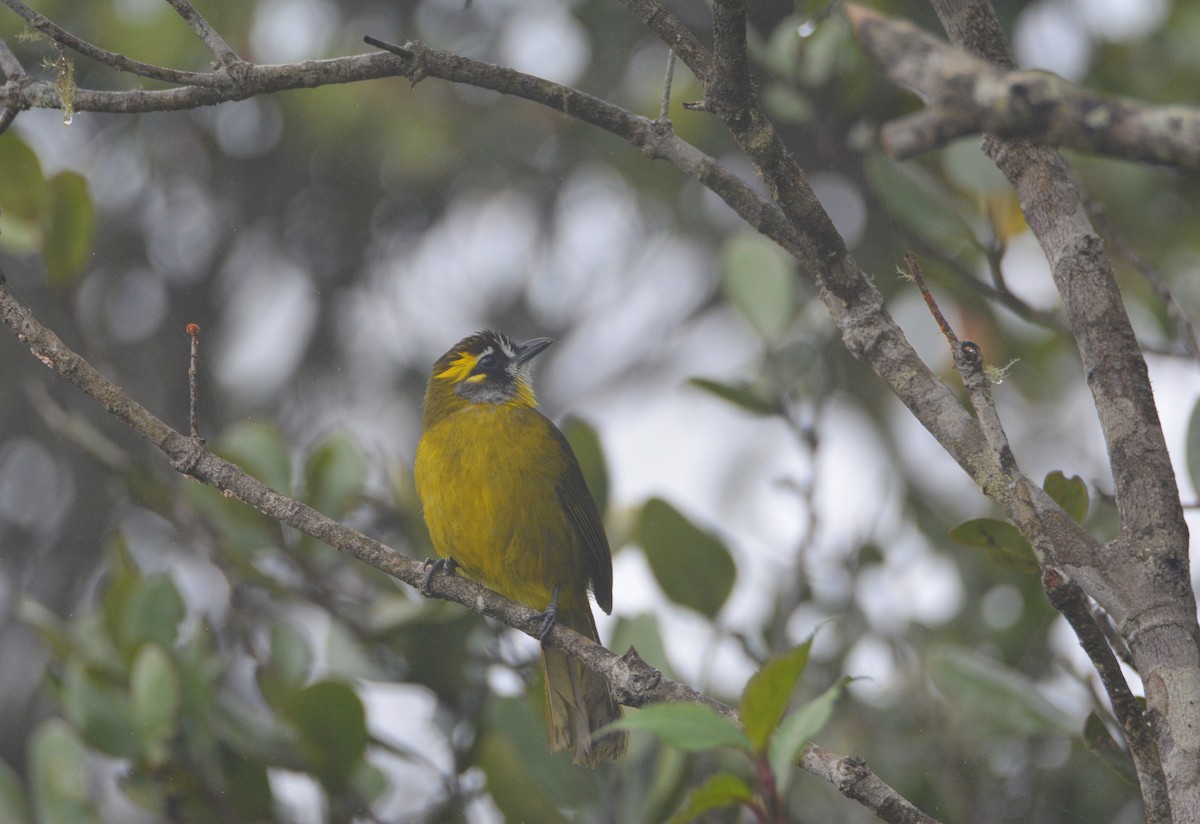Yellow-eared Bulbul - ML645896842