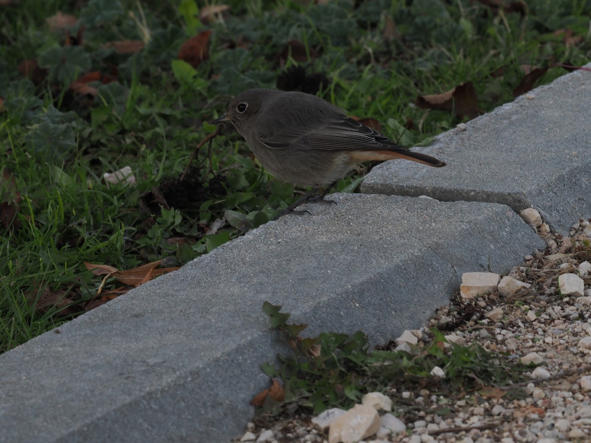 Black Redstart - ML645896843