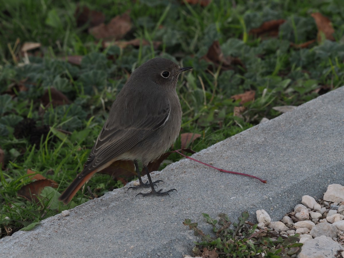 Black Redstart - ML645896844