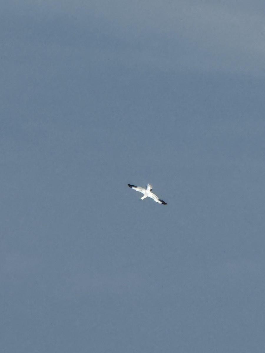 Northern Gannet - ML645896845