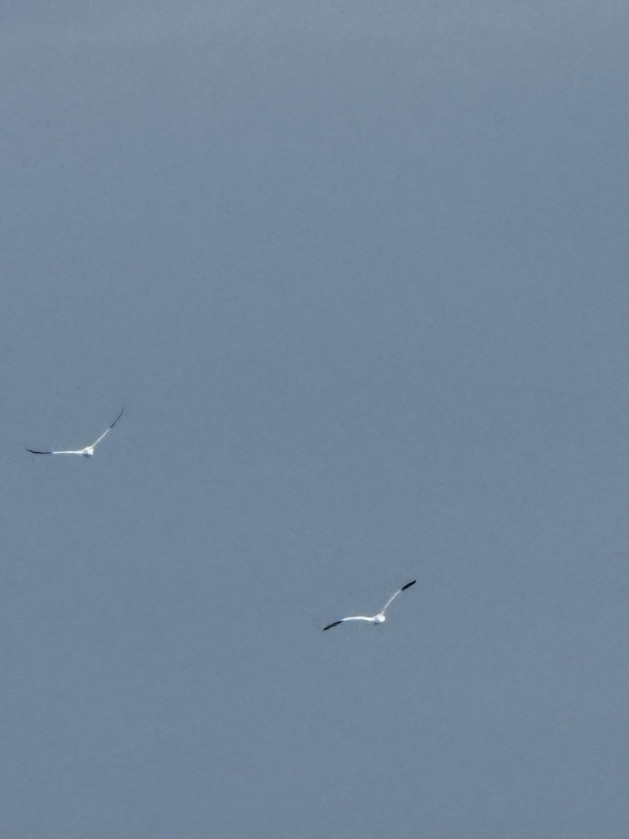 Northern Gannet - ML645896846