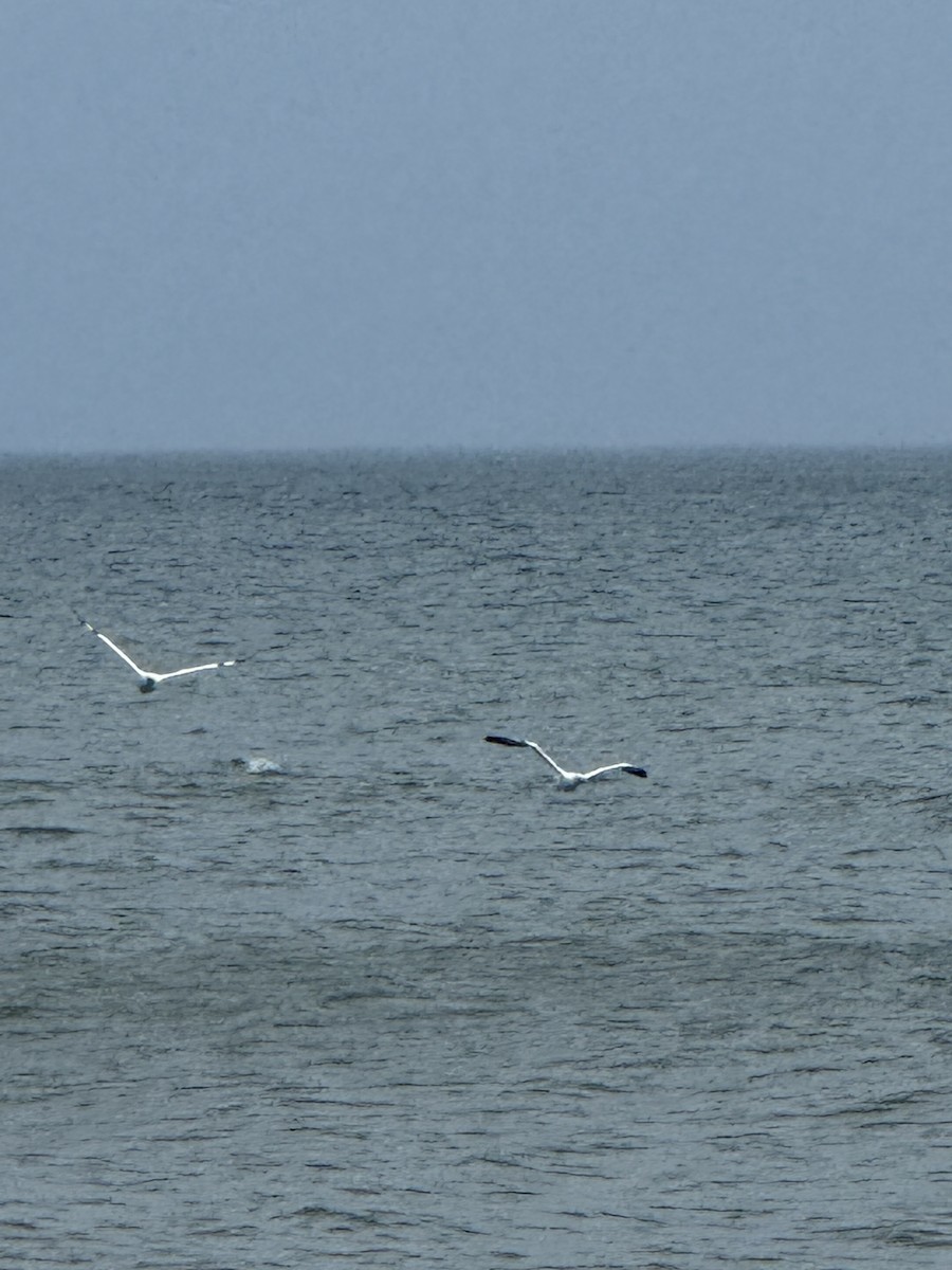 Northern Gannet - ML645896847