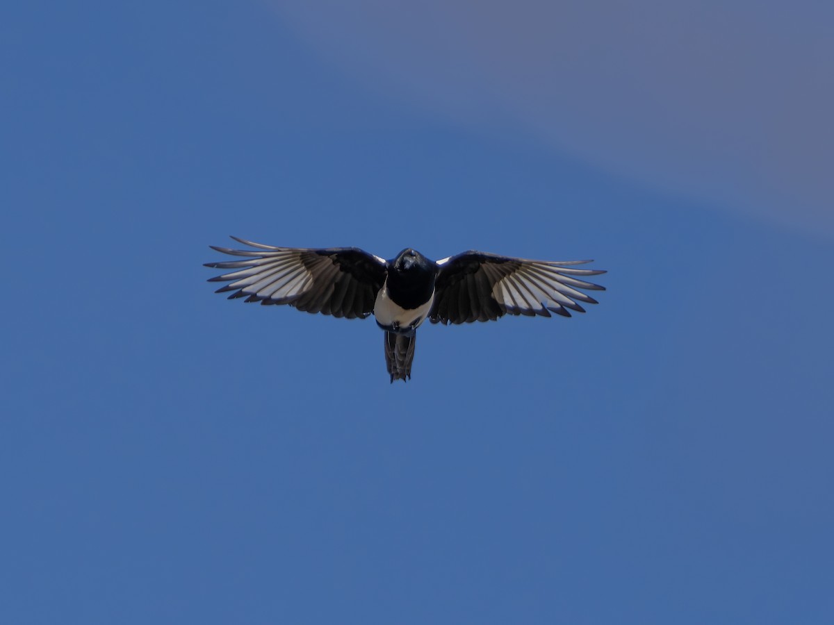 straka americká - ML645896849