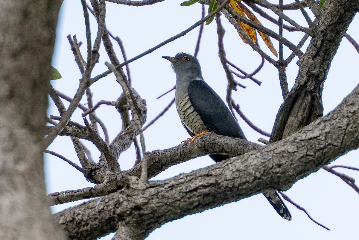 Мадагаскарская кукушка - ML645896854