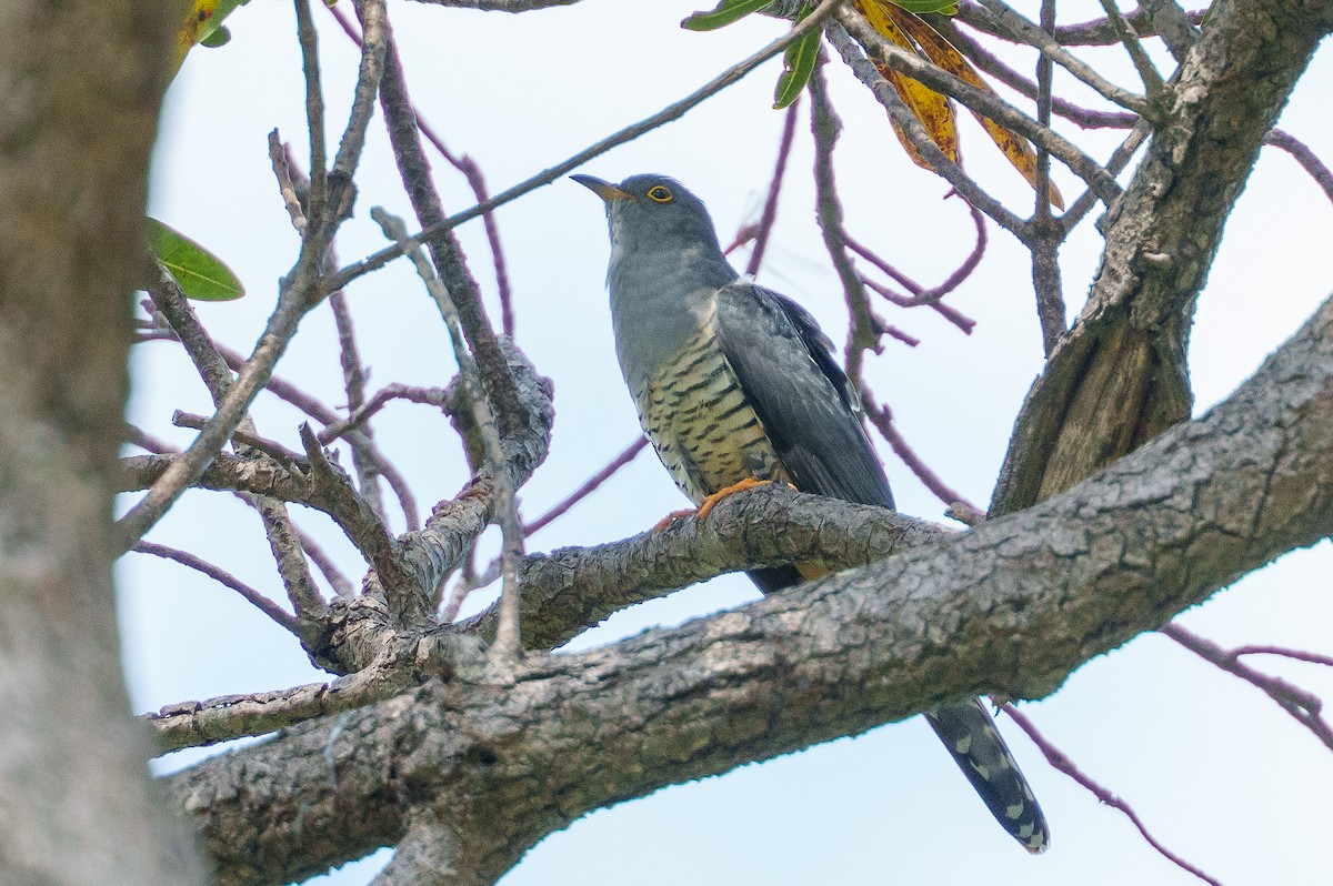 Мадагаскарская кукушка - ML645896855