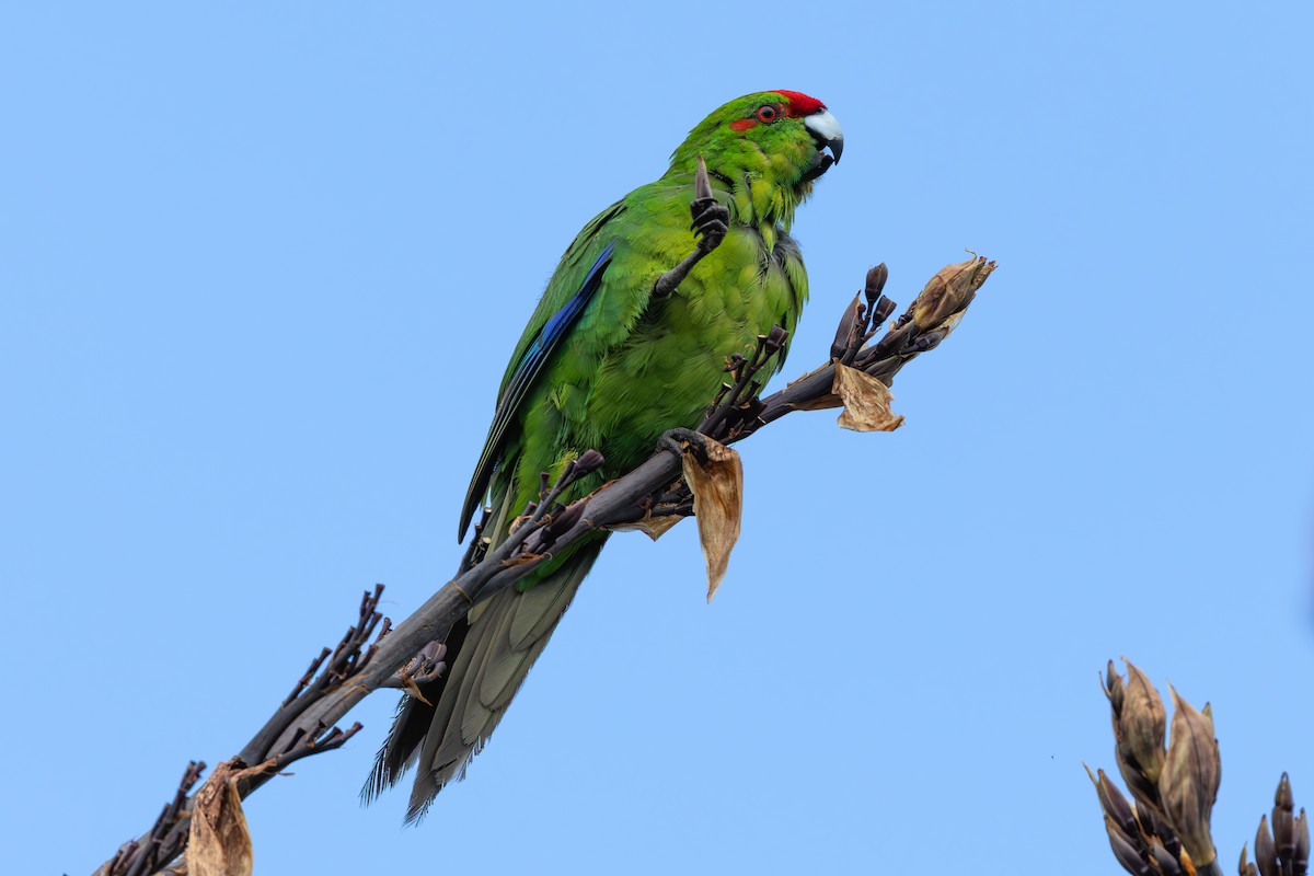 Red-crowned Parakeet - ML645896858