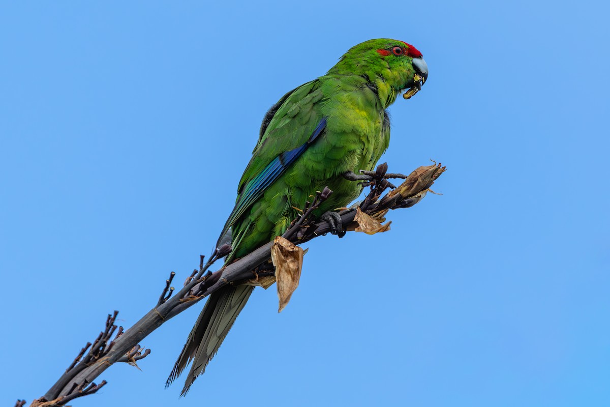 Red-crowned Parakeet - ML645896859
