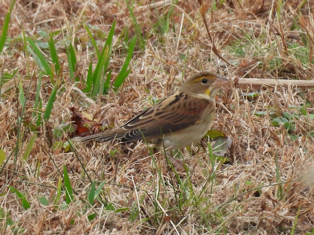 Dickcissel - ML645896864