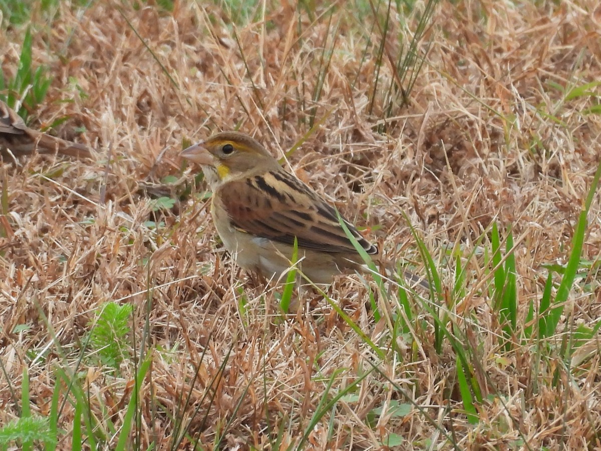 Dickcissel - ML645896865