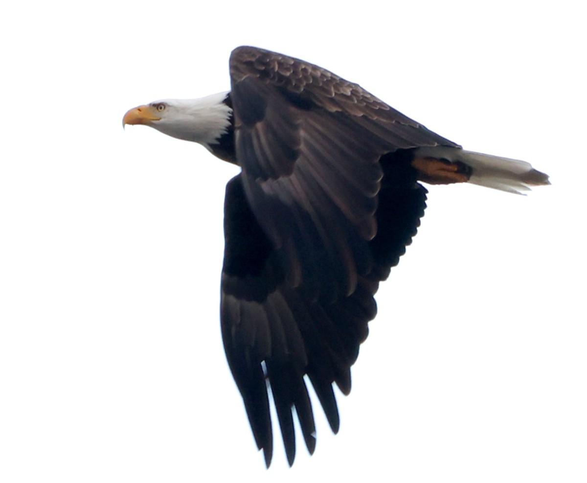 Bald Eagle - ML645896867