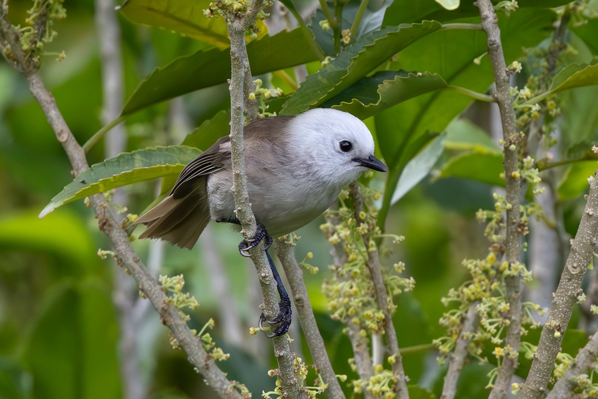 Whitehead - ML645896872