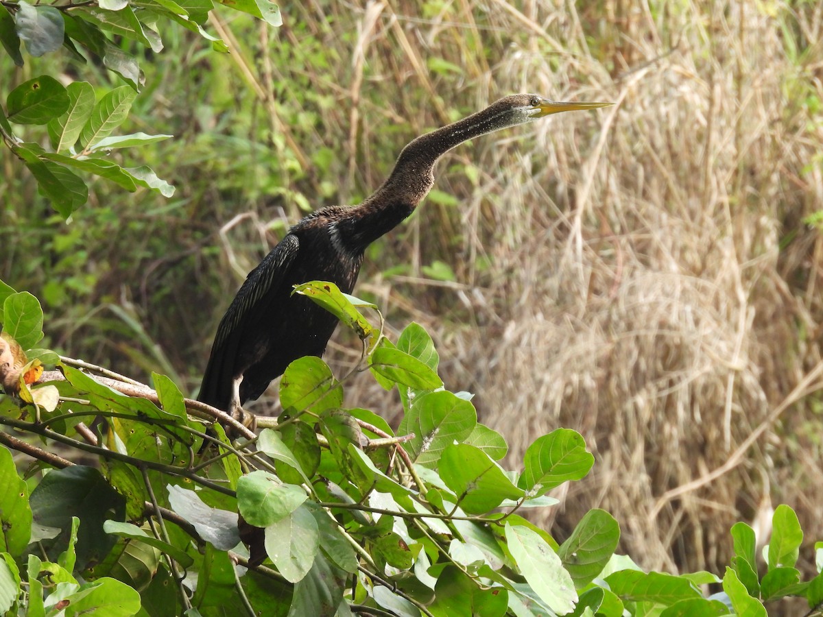 Oriental Darter - ML645896892