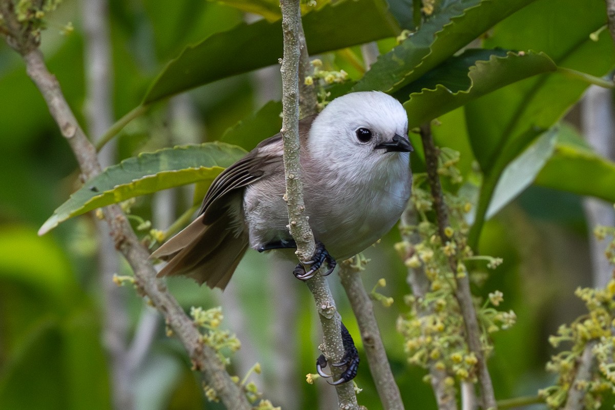 Whitehead - ML645896893