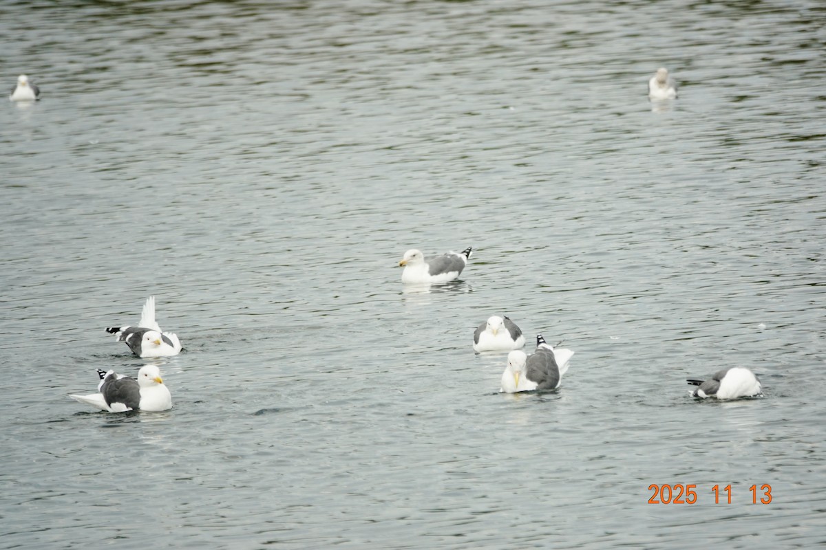 Western Gull - ML645896895