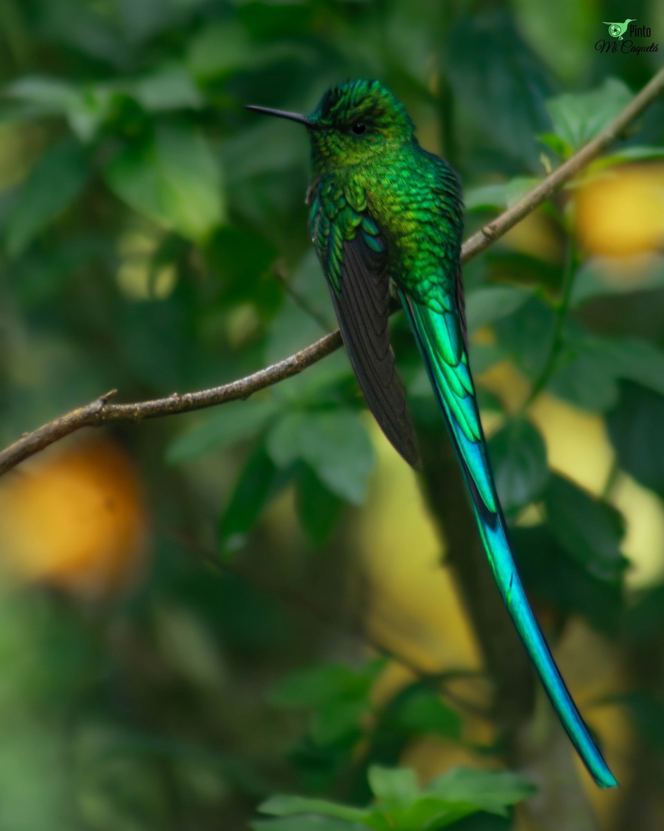 Long-tailed Sylph - ML645896907